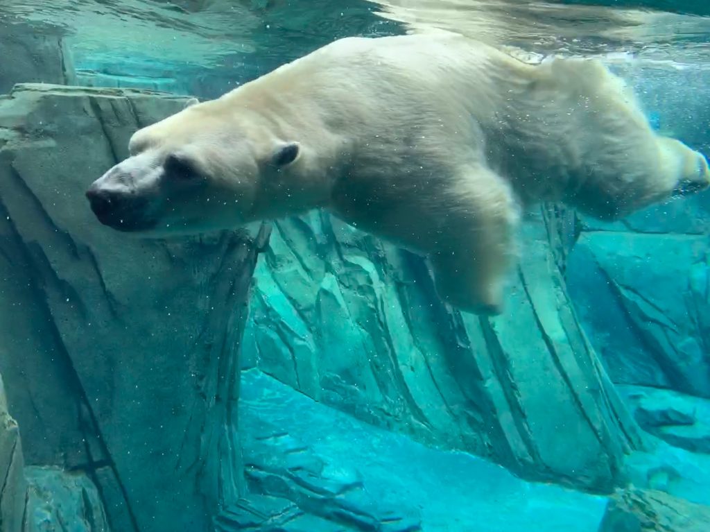 Orso polare - Foto Unsplash @Dana Reale