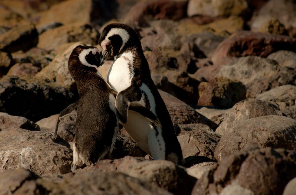 pinguini, san valentino