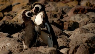 Photo of É vero che i pinguini regalano sassolini come pegno d’amore?