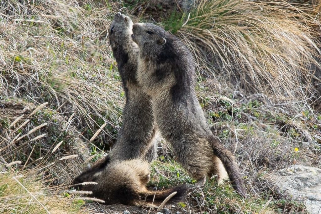 Marmotte - Foto FB @CleanAlp