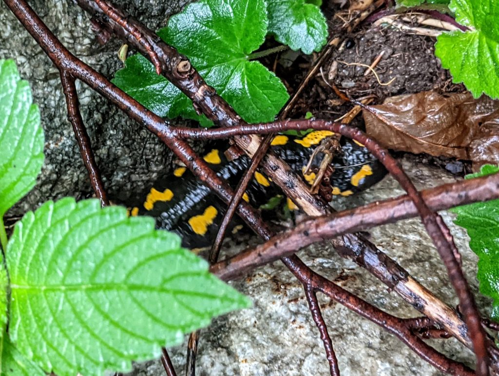 Salamandra - Foto FB @CleanAlp