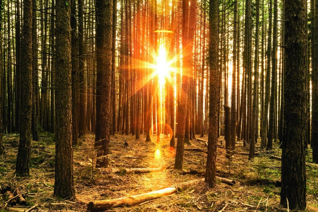 Il Parco Nazionale delle Foreste Casentinesi, Monte Falterona e Campigna, istituito nel 1993, è situato nell’Appennino tosco- romagnolo, a cavallo tra le province di Forlì-Cesena, Arezzo e Firenze. Comprende l’area della Riserva naturale integrale di Sasso Fratino e le faggete vetuste. Foto ISTOCK