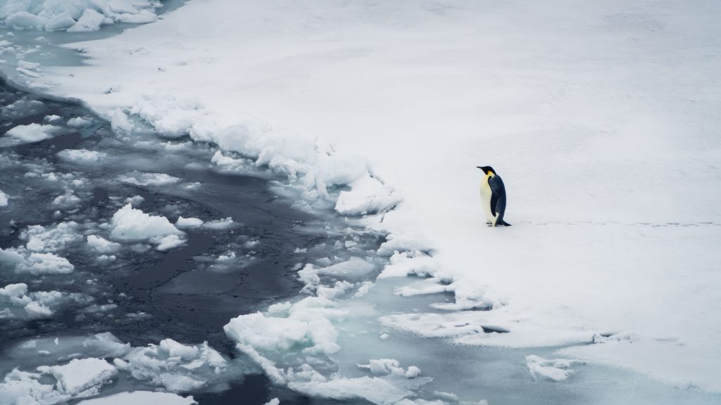 Un pinguino tra i ghiacci - Credit Falklands Maritime Heritage Trust and Nick Birtwistle