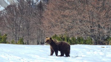 Photo of Juan Carrito è tornato in natura: le prime immagini da orso libero
