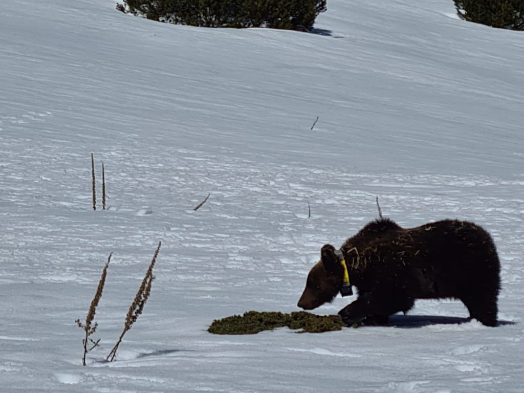 JC in libertà in Maiella - Foto FB Parco Nazionale della Maiella