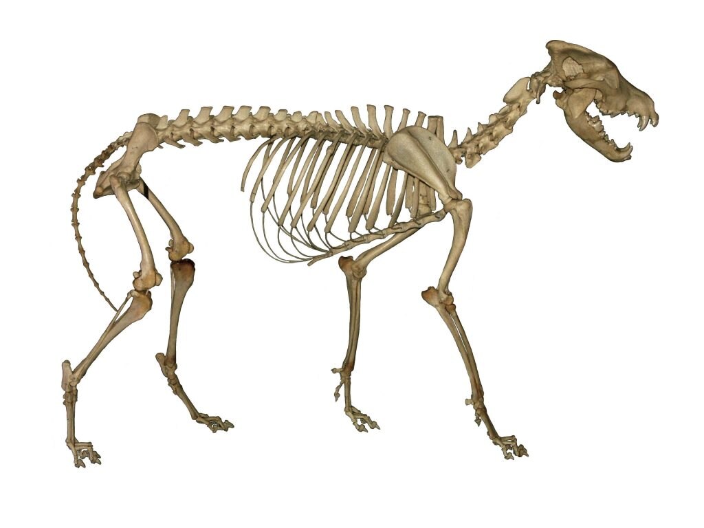 Skeleton of an Italian wolf from Il Museo del Lupo in Abruzzo National Park via Wikimedia commons