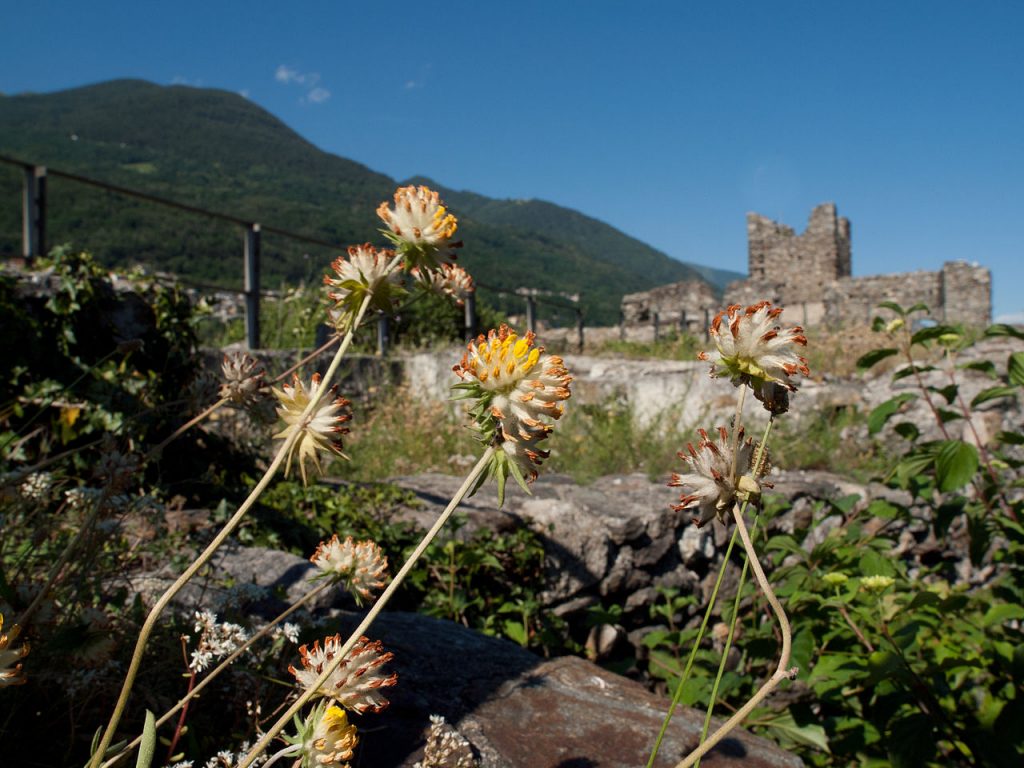 Castel Grumello Montagna in Valtellina, SO - Foto Wikimedia Commons @Franco Folini