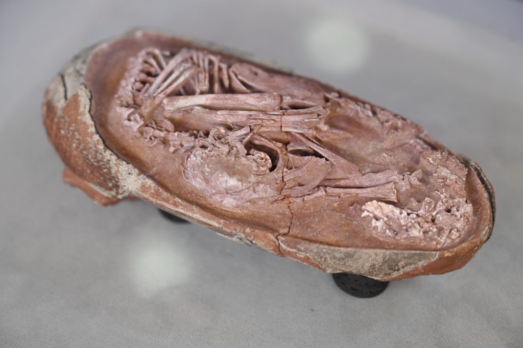 Un fossile di uovo di dinosauro trovato in Cina lo scorso dicembre con all'interno l'embrione. 