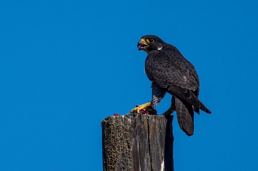 Falco pellegrino - Foto Wikimedia Commons @Jonathan Eisen