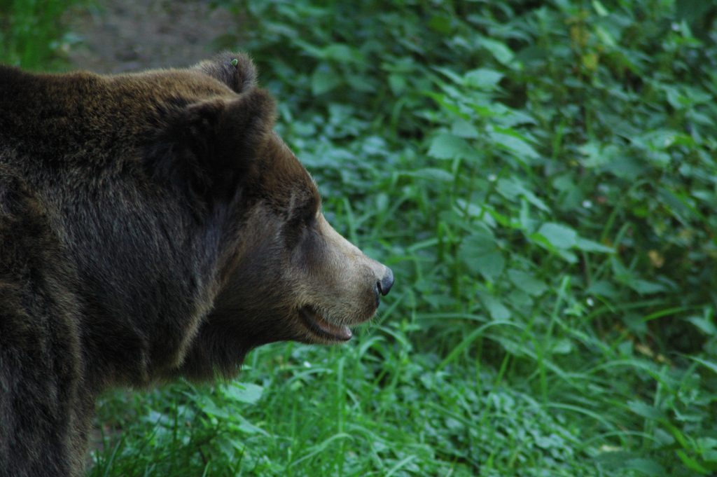 Orso in Trentino