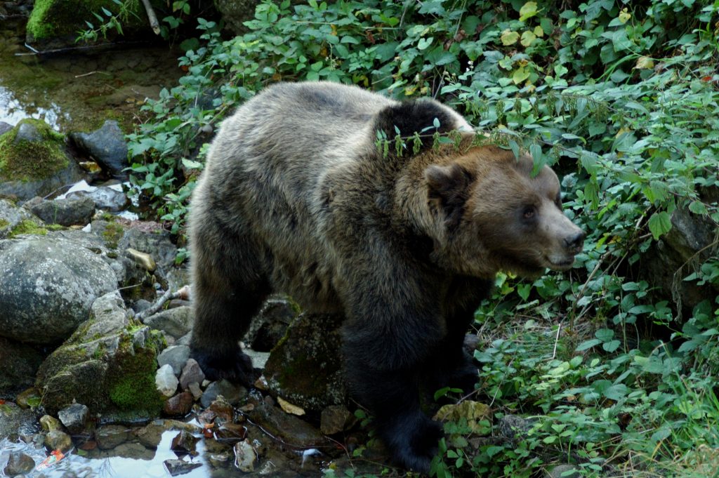 Orso in Trentino