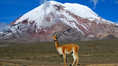 Il Chimborazo. Foto Wikimedia Commons