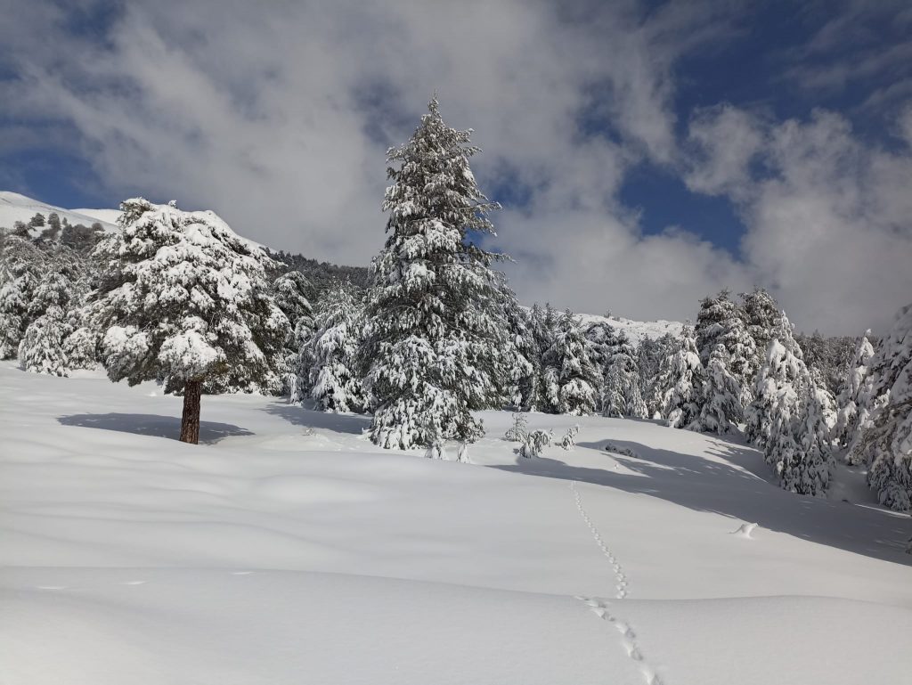 Etna Nord Piano Provenzana - Monte Conca 1806m - 21/03/2022 - Foto: Giò Giusa - FB @Etna e Dintorni in foto