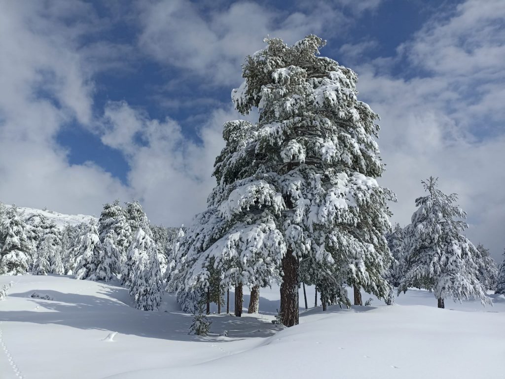 Etna Nord Piano Provenzana - Monte Conca 1806m - 21/03/2022 - Foto: Giò Giusa - FB @Etna e Dintorni in foto