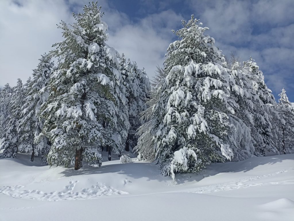 Etna Nord Piano Provenzana - Monte Conca 1806m - 21/03/2022 - Foto: Giò Giusa - FB @Etna e Dintorni in foto