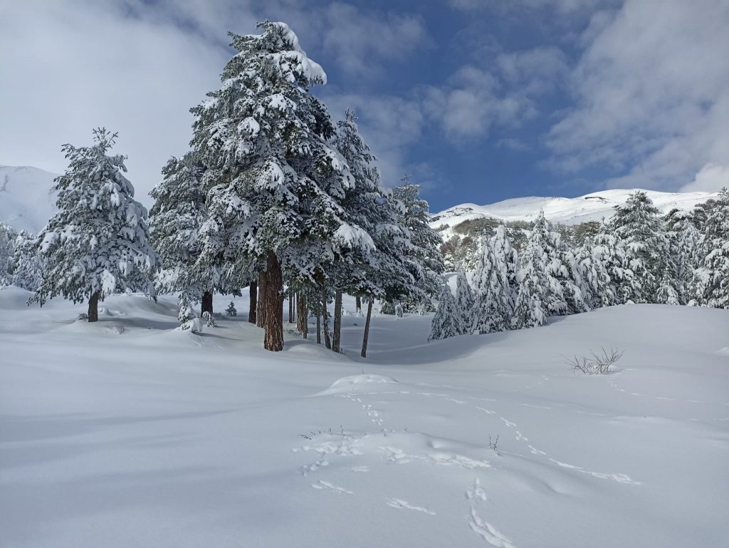 Piano Provenzana Etna Nord - Monte Conca 1806m - 21/03/2022 - Foto: Giò Giusa - FB @Etna e Dintorni in foto
