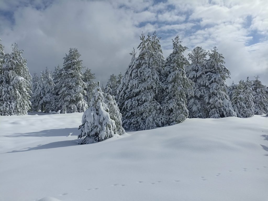 Etna Nord Piano Provenzana - Monte Conca 1806m - 21/03/2022 - Foto: Giò Giusa - FB @Etna e Dintorni in foto