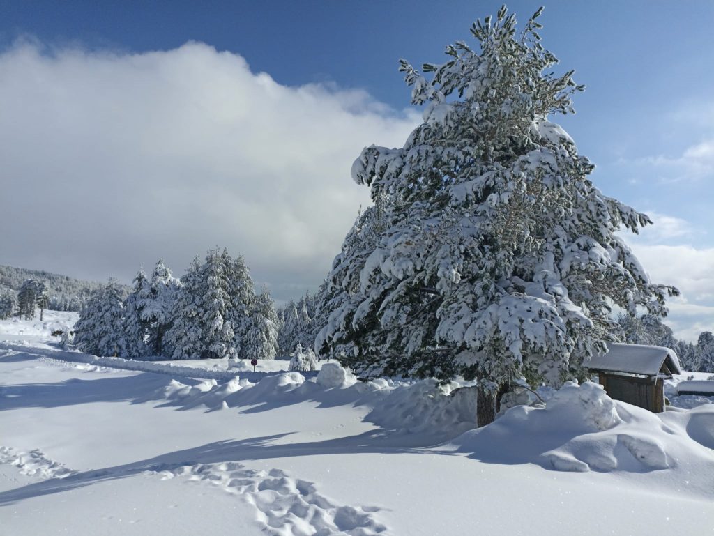 Etna Nord Piano Provenzana - Monte Conca 1806m - 21/03/2022 - Foto: Giò Giusa - FB @Etna e Dintorni in foto