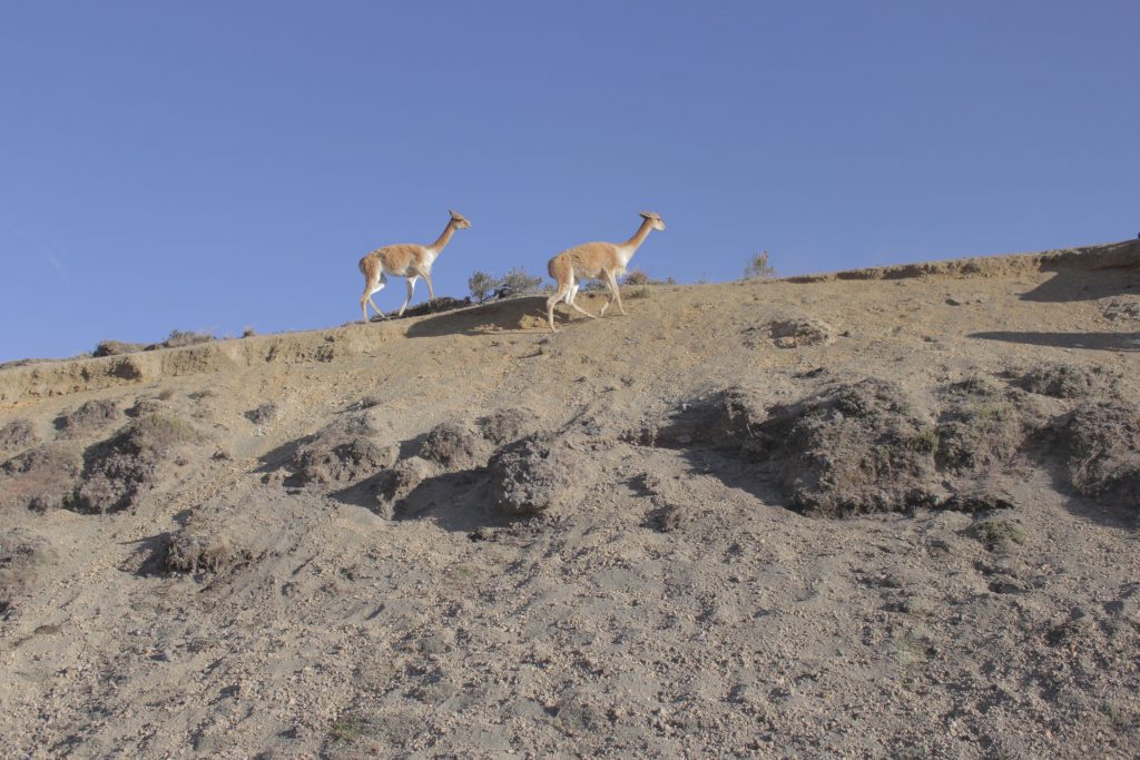 La fauna del Chimborazo. 