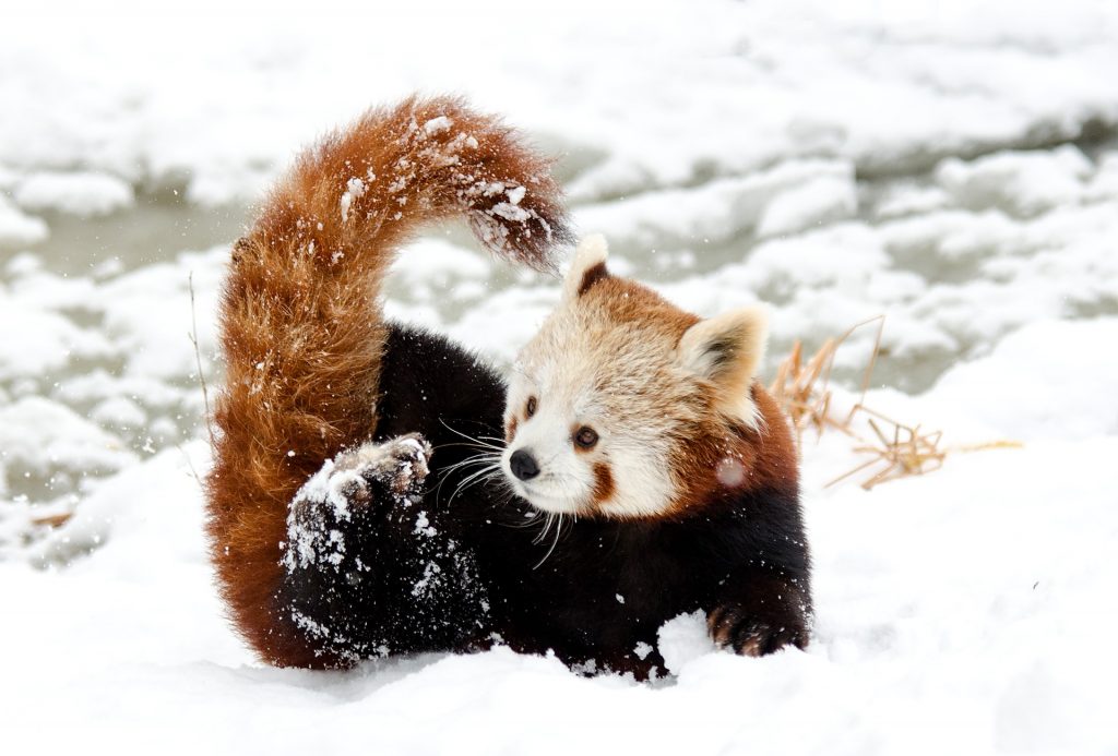 Red panda - Foto Pixabay @strichpunkt