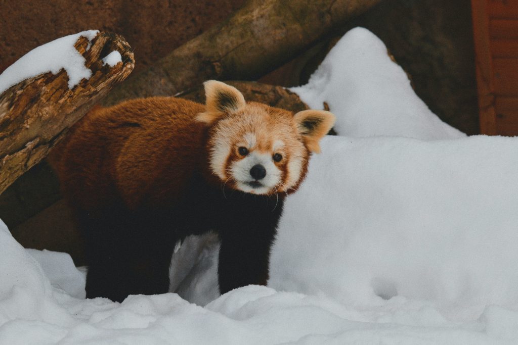 Red Panda - Foto Unsplash @Gabe Eastridge