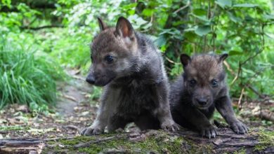 Photo of “Il Contatto”, al cinema la storia di due cuccioli di lupo salvati in Appennino