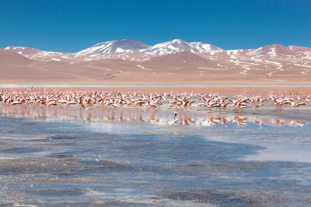 Laguna Colorada - Foto Unsplash @Giorgia Romiti