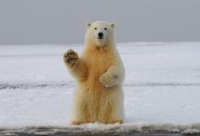 Photo of 5 curiosità sull’orso polare da restare stupiti
