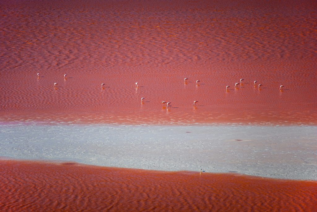 Laguna Colorada - Foto Unsplash @Hugo Kruip