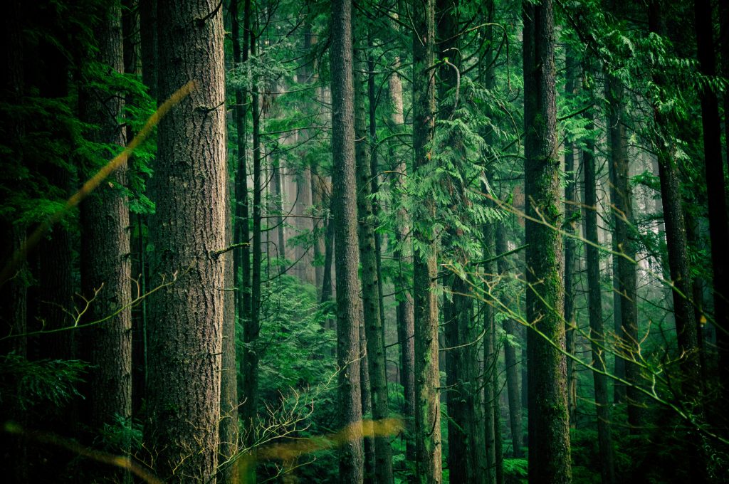Foresta - Foto Unsplash @Jachan Devol