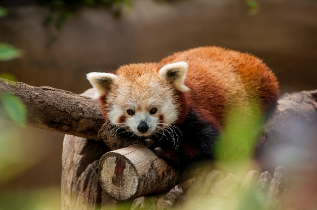 Red Panda - Foto Unsplash @Jessica Weiller