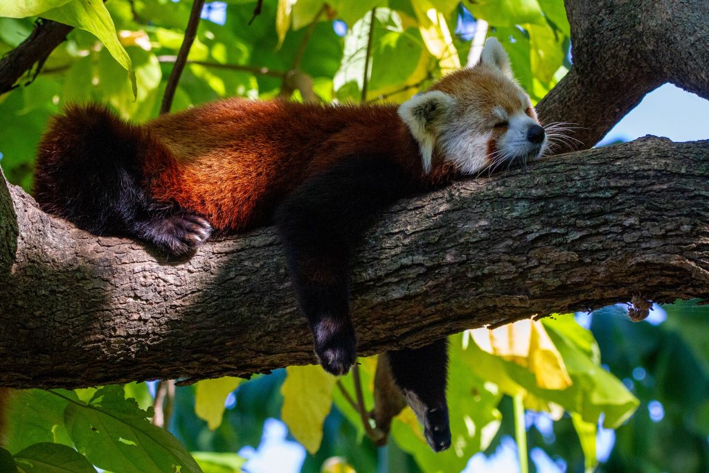 Red Panda - Foto Unsplash @Joshua J Cotten
