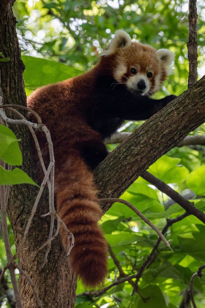 Red Panda - Foto Unsplash @Joshua J Cotten