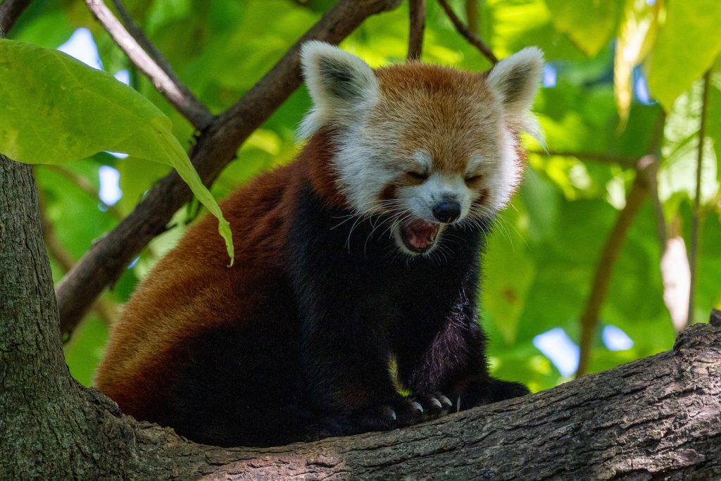 Red Panda - Foto Unsplash @Joshua J Cotten