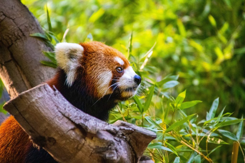 Panda rosso - Foto Unsplash @Kc Welch