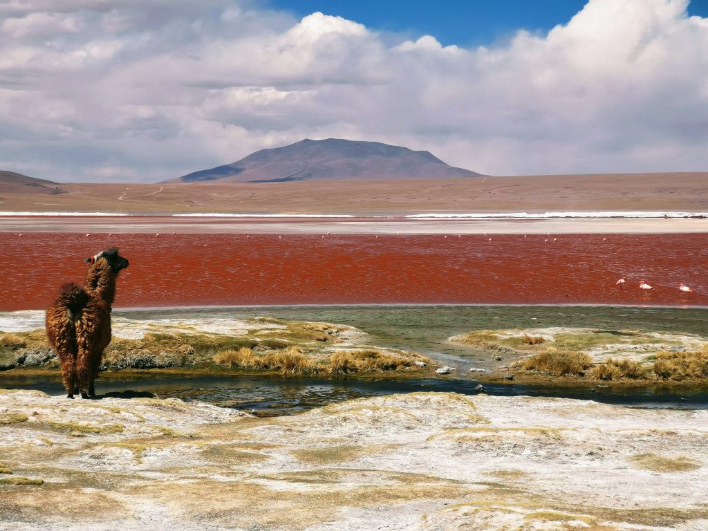 Laguna Colorada - Foto Unsplash @Mariana Proenca