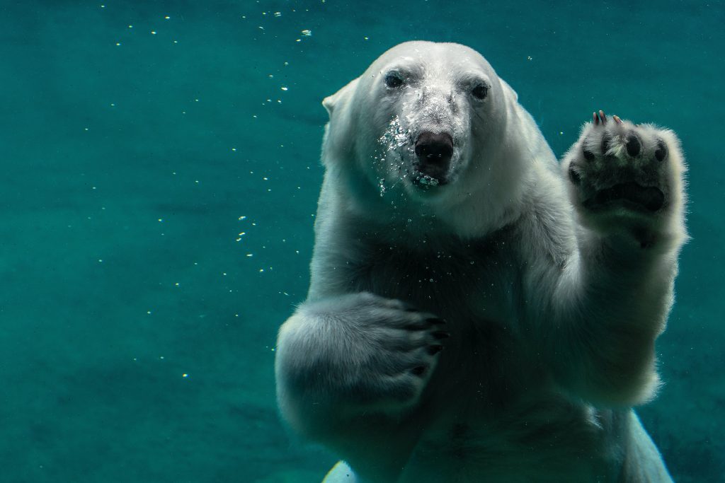Ursus maritimus in acqua - Foto Unsplash @Peter Neumann