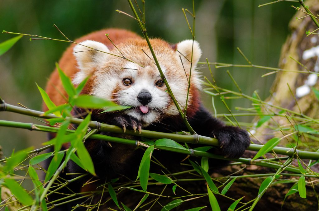 Panda Rosso. Foto via Pexel