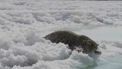 Photo of Leopardo delle nevi in difficoltà salvato su un lago salato del Qinghai