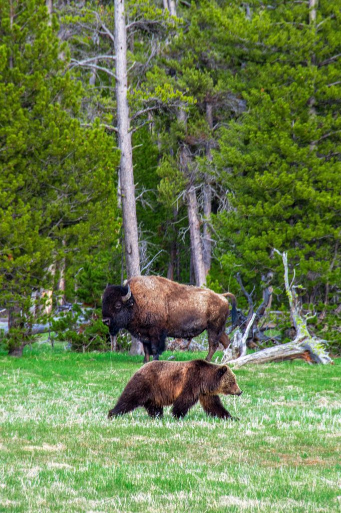 Parco di Yellowstone - Foto Unsplash @Steven Cordes
