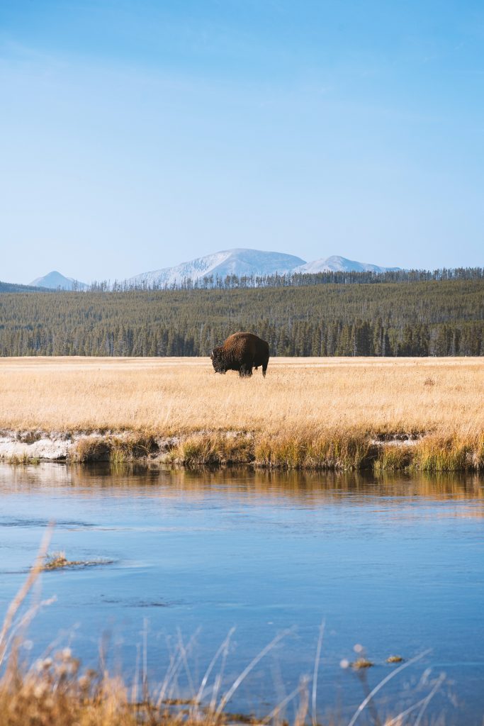 Yellowstone National Park - Foto Unsplash @Steven Cordes