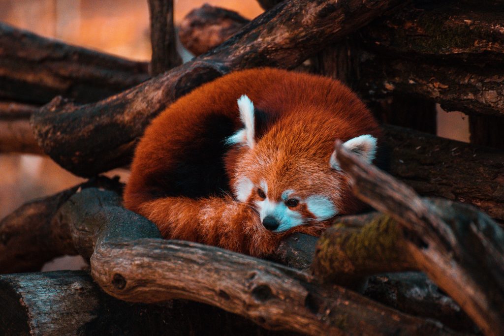 Panda rosso - Foto Unsplash @Thomas Bonometti