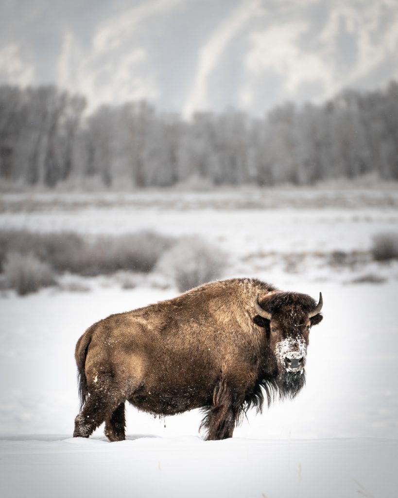 Yellowstone National Park - Foto Unsplash @Vincent Ledvina
