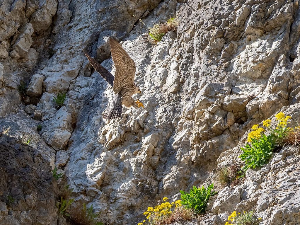 Falco pellegrino in avvicinamento al nido - Foto Wikimedia Commons @Ermell