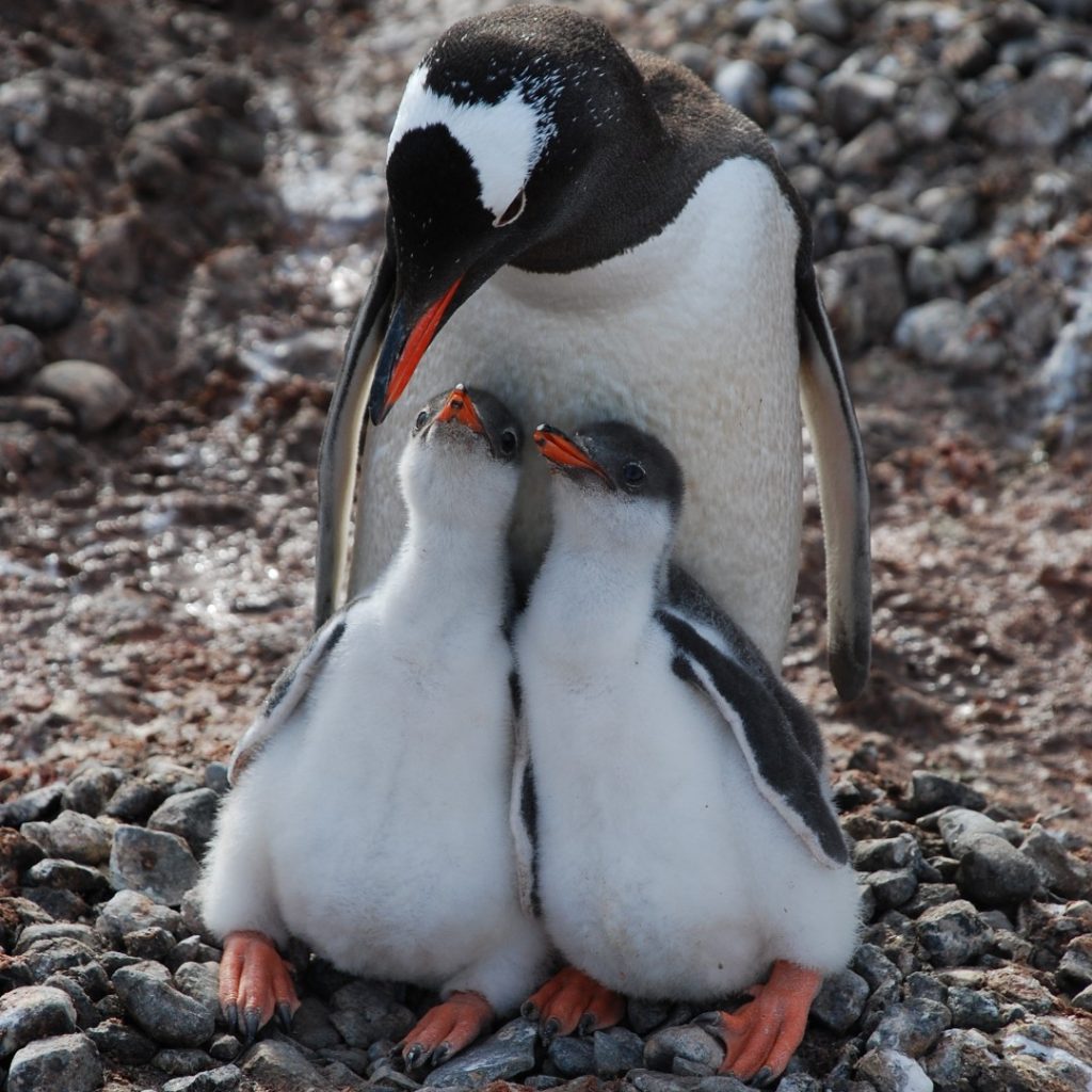 Foto FB @UK Antarctic Heritage Trust
