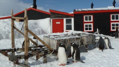 Photo of Ufficio postale antartico cerca impiegati, tra i compiti il conteggio dei pinguini
