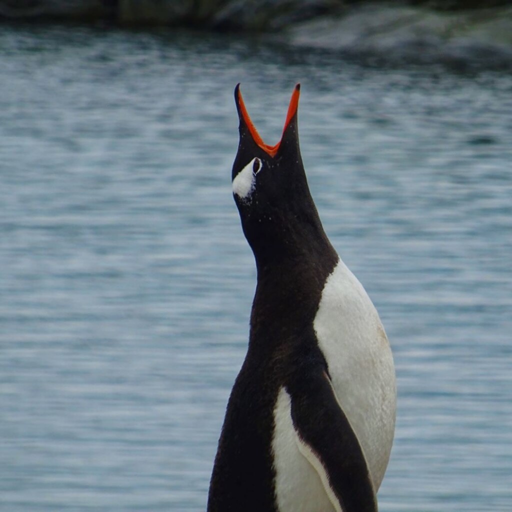 Foto FB @UK Antarctic Heritage Trust