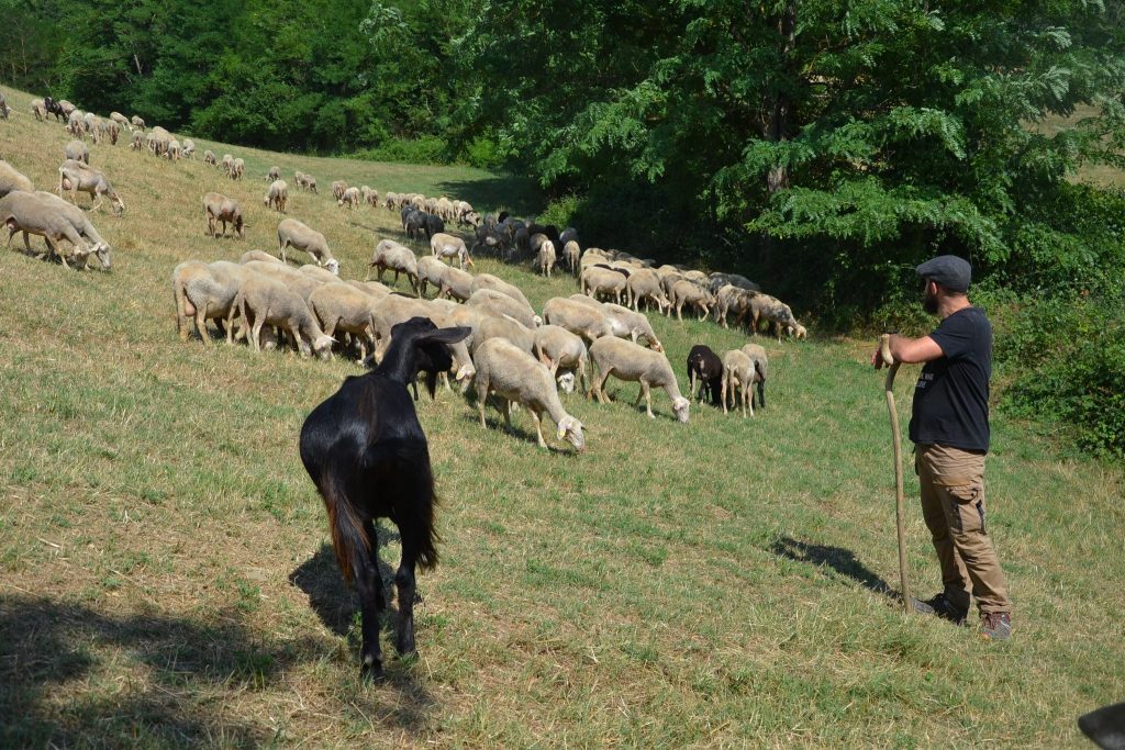 Pasturs in Appennino - Foto FB Parco Nazionale Foreste Casentinesi