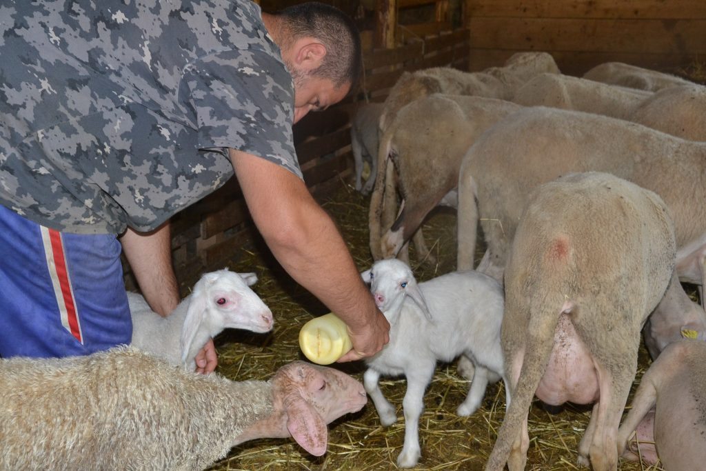 Pasturs in Appennino - Foto FB Parco Nazionale Foreste Casentinesi