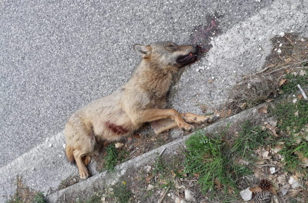 Foto FB LAC Marche - Lega Abolizione Caccia